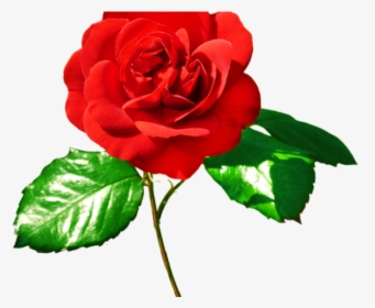 Red Rose And Green Leaves, HD Png Download, Transparent PNG