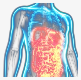 Transparent Human Body Outline Png - Sistema Digestivo Partes, Png Download, Transparent PNG