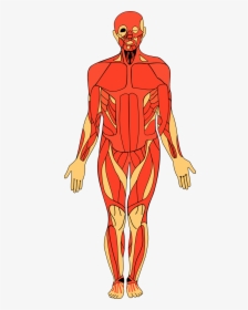 Free Human Anatomy Cliparts - Human Body Anatomy S, HD Png Download, Transparent PNG