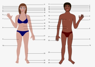 Both Genders With Numbers - Human Body Parts Without Name, HD Png Download, Transparent PNG