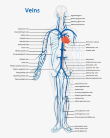 Veins Diagram - Veins Of The Body Worksheet, HD Png Download, Transparent PNG
