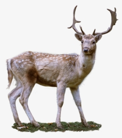 Roe Deer, Antler, Fallow Deer - Transparent Background Deer, HD Png Download, Transparent PNG