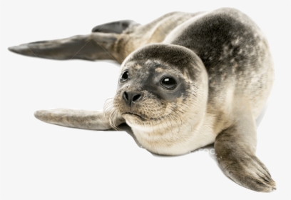 Harbor Seal Png Free Images - Seal Meaning In Hindi, Transparent Png, Transparent PNG