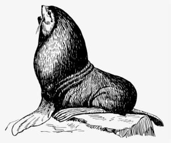 Medium Image Png - Sea Lion On Rock Drawing, Transparent Png, Transparent PNG