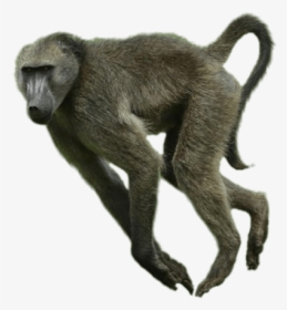 Running Baboon - Baboon Png, Transparent Png, Transparent PNG