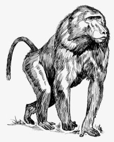 Baboon Drawing, HD Png Download, Transparent PNG