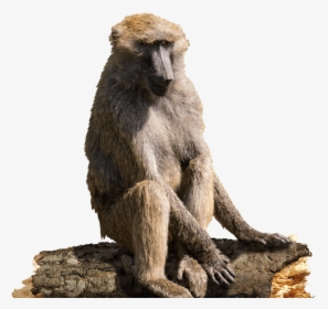 Baboons - Baboon, HD Png Download, Transparent PNG