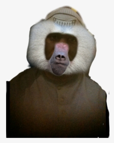 #boon - Baboon, HD Png Download, Transparent PNG