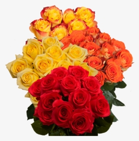 Floribunda, HD Png Download, Transparent PNG