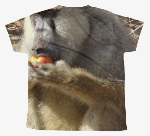 Baboon, HD Png Download, Transparent PNG