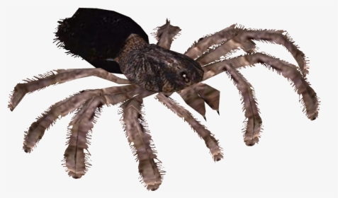 Cool Transparent Tarantulas, HD Png Download, Transparent PNG