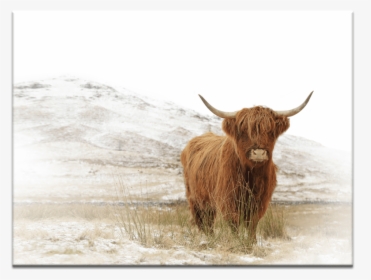 Yak - Highland Baby Cow Canvas, HD Png Download, Transparent PNG