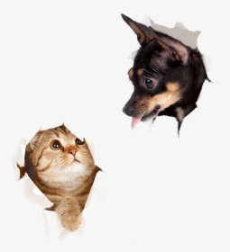 Dog Cat Png Transparent, Png Download, Transparent PNG