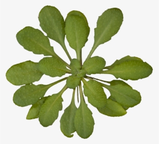 Plant Top View No Background, HD Png Download, Transparent PNG