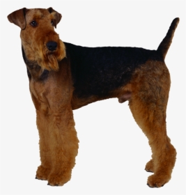 Background Dogs Dog Transparent - Airedale Terrier, HD Png Download, Transparent PNG