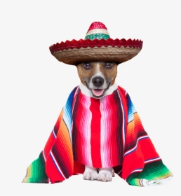 Dog Cinco De Mayo, HD Png Download, Transparent PNG