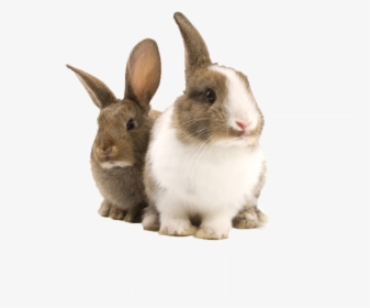 Bunnies Png -transparent Bunny Rabbit Png, Png Download - Guinea Pig Toy Tunnel, Png Download, Transparent PNG