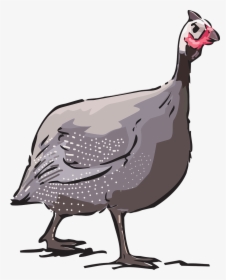 Guinea Fowl Source - Guinea Fowl Cartoon Transparent, HD Png Download, Transparent PNG