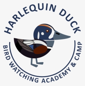 Harlequin Duck Picture - Duck, HD Png Download, Transparent PNG