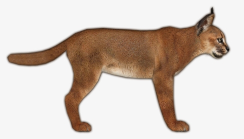 Zoo Tycoon 2 Caracal, HD Png Download, Transparent PNG