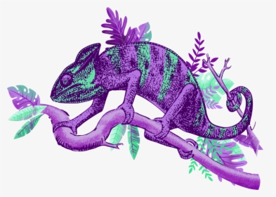 Iguana, HD Png Download, Transparent PNG