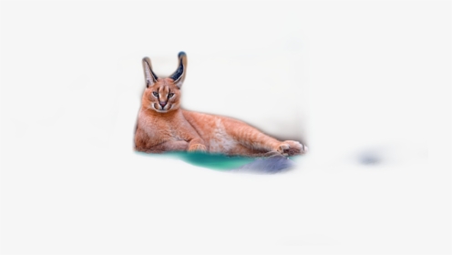Caracal Freetoedit - Swift Fox, HD Png Download, Transparent PNG
