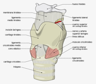 Label The Features Of The Larynx Region, HD Png Download, Transparent PNG
