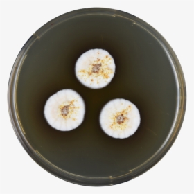 Aspergillus Capensis Meaox - Banana, HD Png Download, Transparent PNG