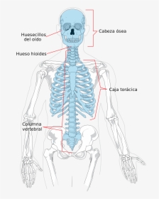 Axial Skeleton, HD Png Download, Transparent PNG