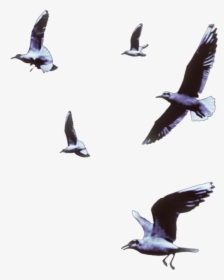 #seagulls #birds #flying #animals #vipshoutout Bird - Flock, HD Png Download, Transparent PNG