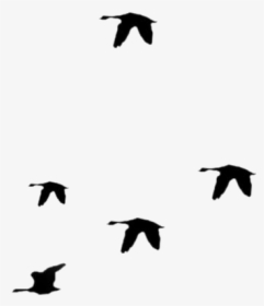 Birds Flying Away Png Transparent Images, Png Download, Transparent PNG