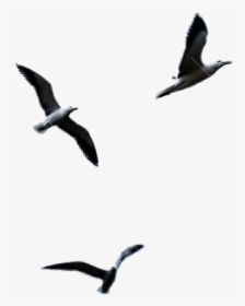 #ftestickers #seagull #flying - Gaviotas En Cielo, HD Png Download, Transparent PNG