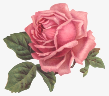 Garden Roses Flower Pink Floral Design - Pink Rose Transparent, HD Png Download, Transparent PNG