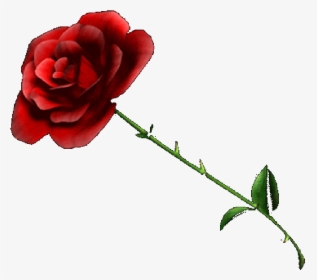Rose - Rose With No Background, HD Png Download, Transparent PNG