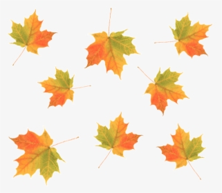 Cascading Maple Fall Leaves, HD Png Download, Transparent PNG