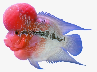 Flower Horn Fish Hd Png, Transparent Png, Transparent PNG