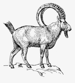 Goat 2 - Ibex Clipart Black And White, HD Png Download, Transparent PNG