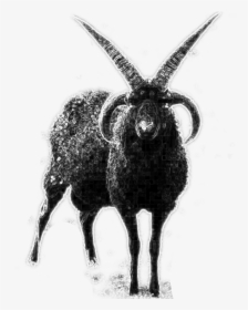 Images/black Goat - Horn, HD Png Download, Transparent PNG