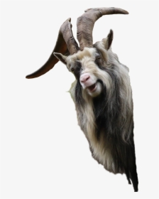 Clip Art Funny Looking Goat - Transparent Goat Funny, HD Png Download, Transparent PNG