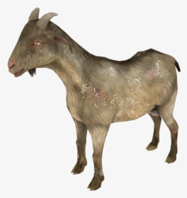Goat, HD Png Download, Transparent PNG