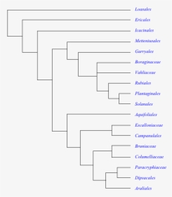 Cyperaceae Filogenia, HD Png Download, Transparent PNG