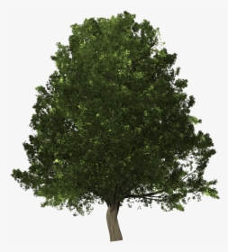 Scarlet Oak Png, Transparent Png, Transparent PNG