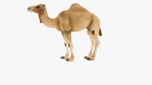 Transparent Camel Png - Camel Schleich Animals, Png Download, Transparent PNG