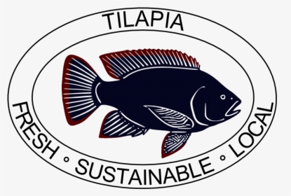 Tilapia, HD Png Download, Transparent PNG