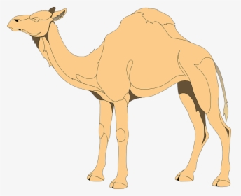 Camels Drawing Eye Huge Freebie Download For Powerpoint - Camels Clip Art, HD Png Download, Transparent PNG