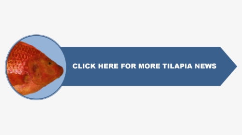 Main Page - Electric Blue, HD Png Download, Transparent PNG