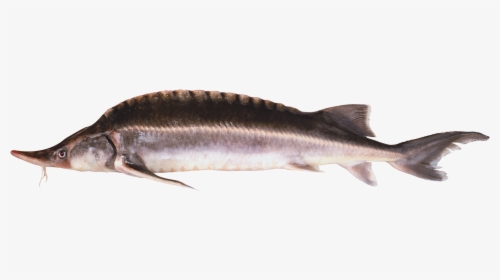 Chinese Sturgeon, HD Png Download, Transparent PNG