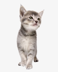 Pet Kitten Coreldraw Dog Cat Png Download Free Clipart - Kitten Png, Transparent Png, Transparent PNG