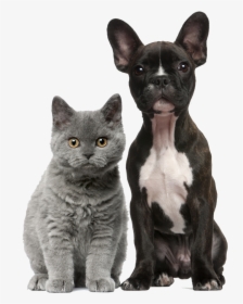 Dog Cat Png, Transparent Png, Transparent PNG