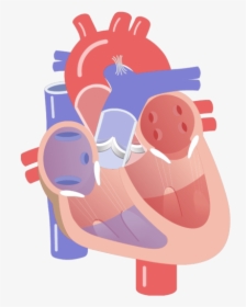 Movement Of The Heart Valves Animation Slide - Conduction System Of The Heart Unlabeled, HD Png Download, Transparent PNG